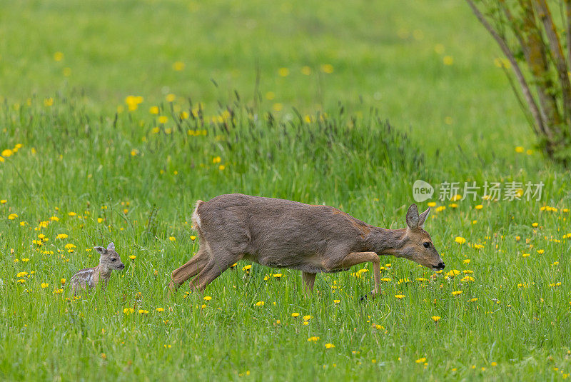 母鹿和新生小鹿(Capreolus Capreolus)